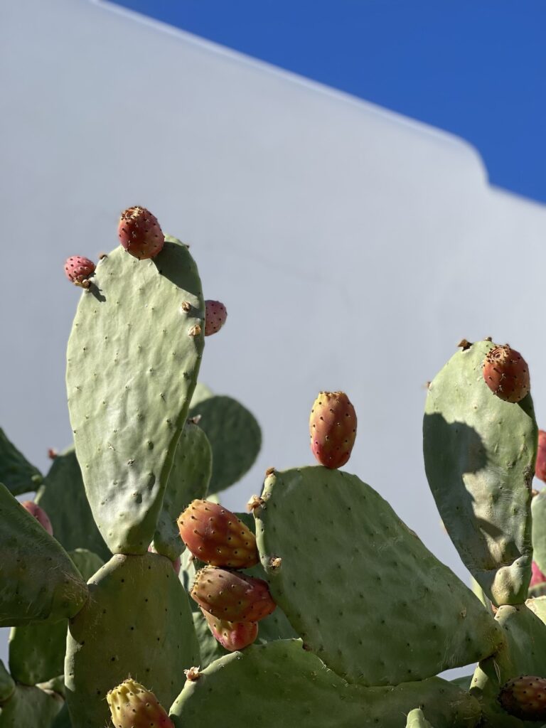 Prickly pear - Used in Freddie Knows Haircare Products